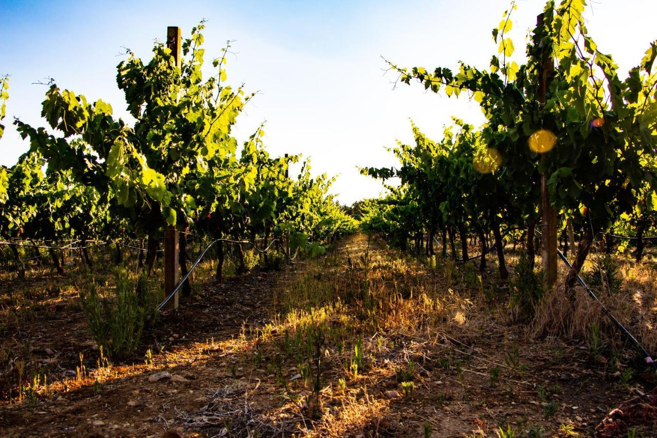 مبيت وإفطار ألغيرو The Vineyards المظهر الخارجي الصورة
