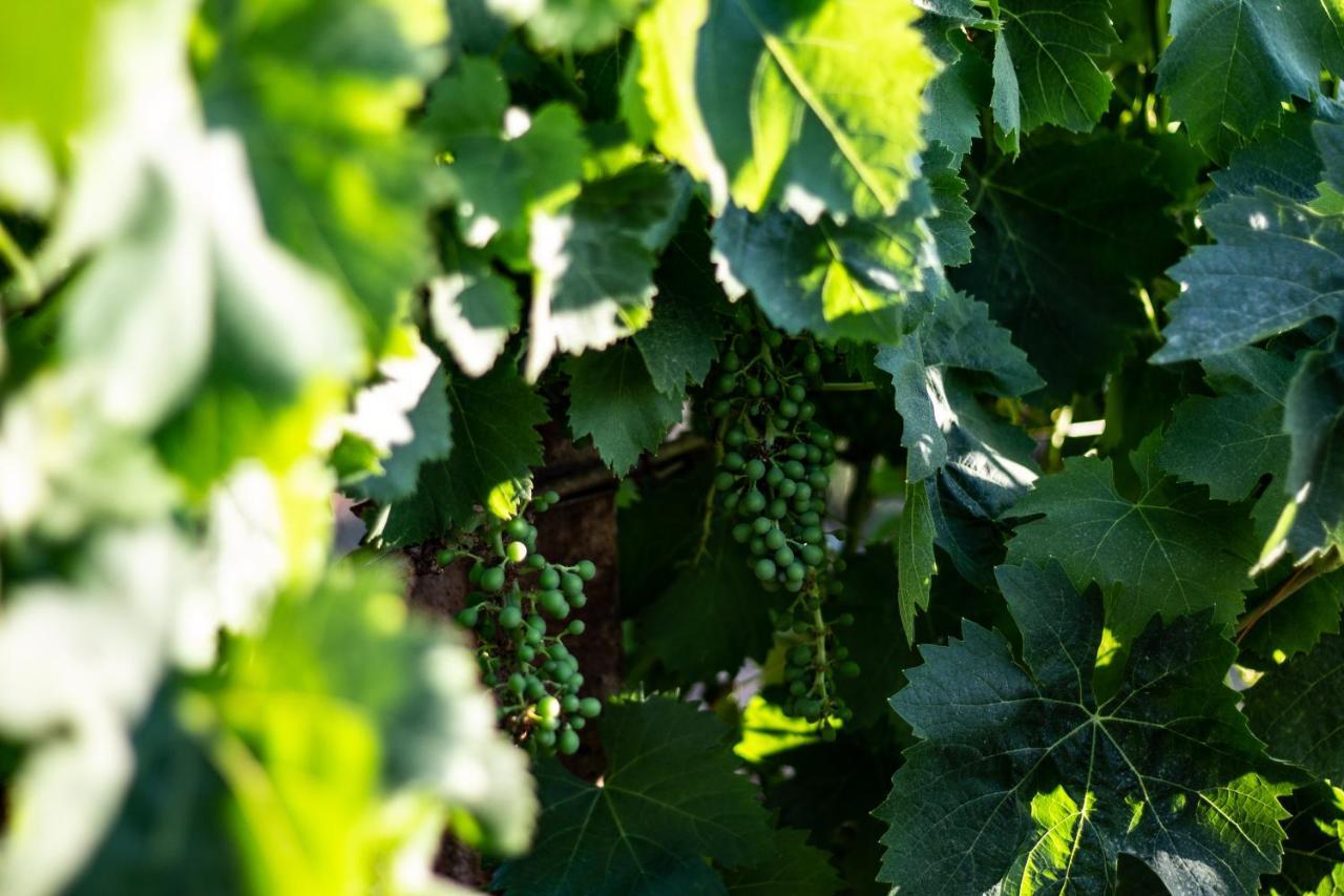 مبيت وإفطار ألغيرو The Vineyards المظهر الخارجي الصورة
