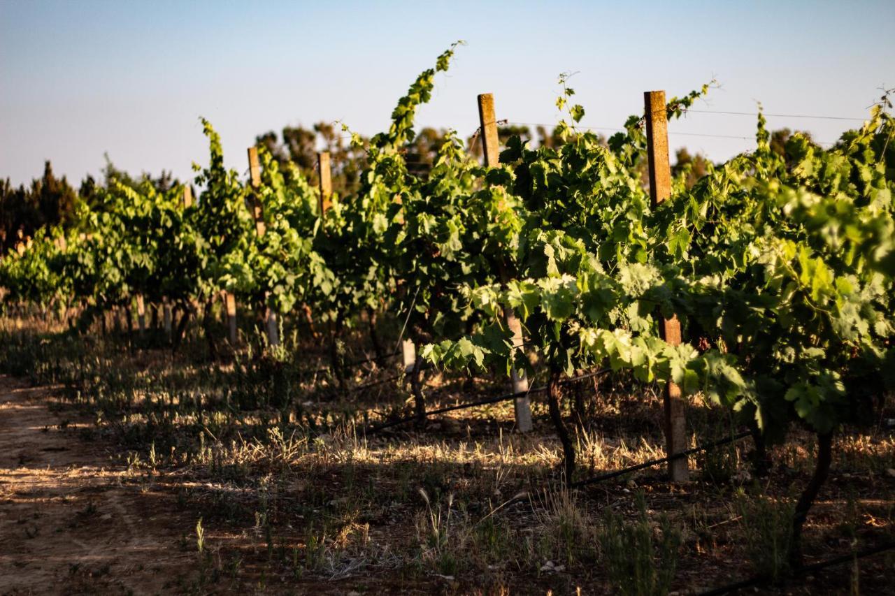 مبيت وإفطار ألغيرو The Vineyards المظهر الخارجي الصورة